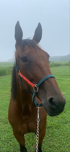 Car Dealer «Smithtown Volvo», reviews and photos, 633 Middle Country Rd, St James, NY 11780, USA