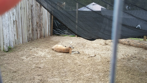 Zoo «Florida International Teaching Zoo», reviews and photos, 7725 FL-48, Bushnell, FL 33513, USA