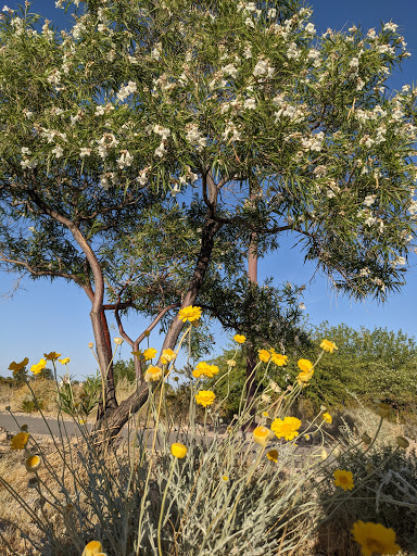 Park «Old Spanish Trail Park», reviews and photos, 8150 Tara Ave, Las Vegas, NV 89117, USA