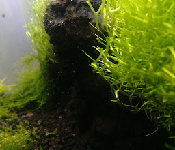 AquaRM Aquascape Gallery photo