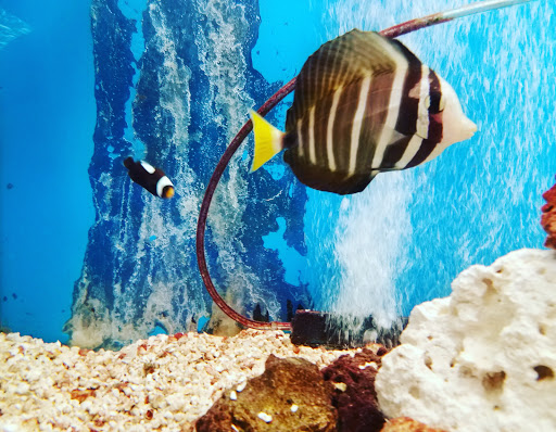 Pet Store «Pet World Warehouse Outlet», reviews and photos, 2984 S 108th St, Milwaukee, WI 53227, USA