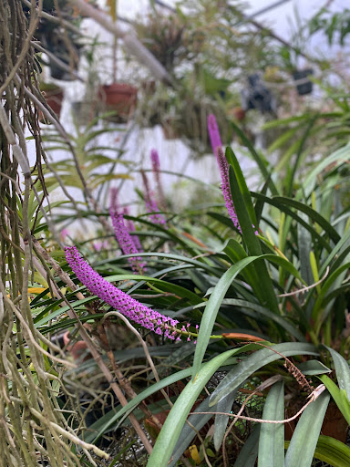 Florist «Floradise Orchids», reviews and photos, 19154 James Madison Hwy, Gordonsville, VA 22942, USA