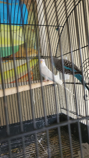 Pet Store «El Palomar Pet Shop Inc», reviews and photos, 4712 W Flagler St, Coral Gables, FL 33134, USA