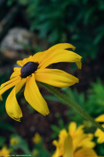 Vineyard «Lost Acres Vineyard», reviews and photos, 80 Lost Acres Rd, North Granby, CT 06060, USA