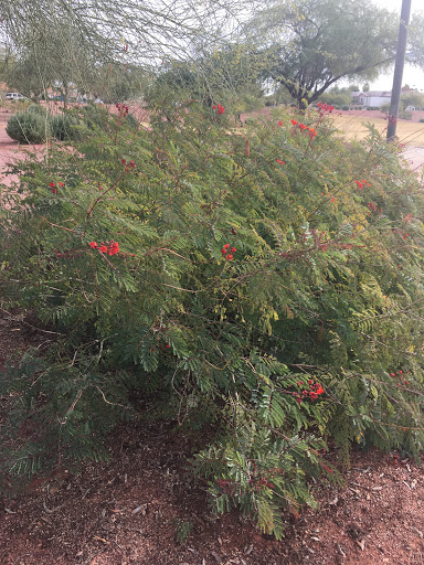 Park «Turtle Rock Park», reviews and photos, 17414 N 12th St, Phoenix, AZ 85022, USA