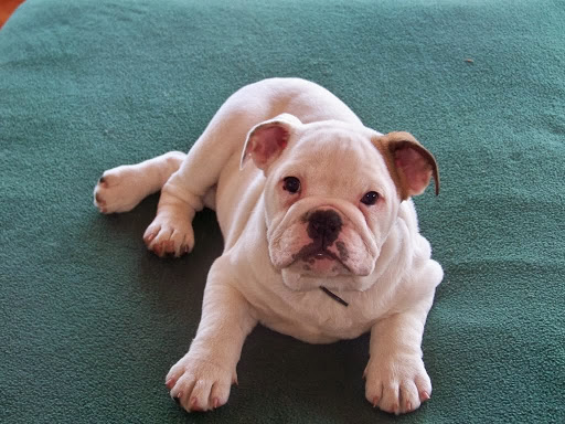 Computer Repair Service «The Mac Support Store», reviews and photos, 168 7th St, Brooklyn, NY 11215, USA