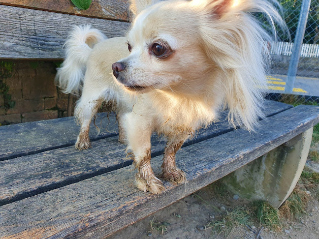 Rezensionen über Steinbühlweg Dog Park in Allschwil - Parkhaus