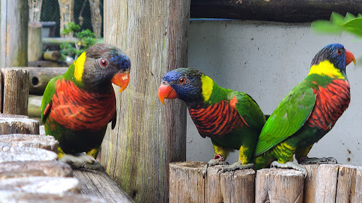 Zoo «Palm Beach Zoo & Conservation Society», reviews and photos, 1301 Summit Blvd, West Palm Beach, FL 33405, USA