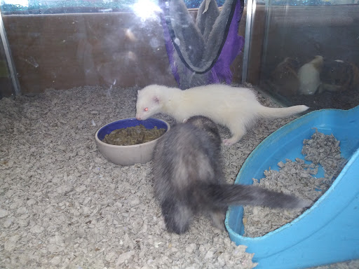 Pet Store «Leesburg Pet Center», reviews and photos, 959 N 14th St, Leesburg, FL 34748, USA