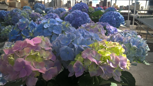 Florist «Viviano Flower Shop», reviews and photos, 32050 Harper Ave, St Clair Shores, MI 48082, USA