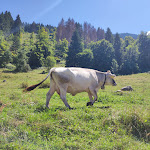 Photo n°5 de l'avis de Sara.r fait le 17/08/2023 à 16:53 sur le  Malga Brigolina à Trento