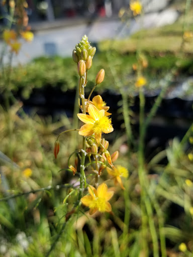 Plant Nursery «Guerin Nursery and Boutique», reviews and photos, 1418 Fall Creek Hwy, Granbury, TX 76049, USA