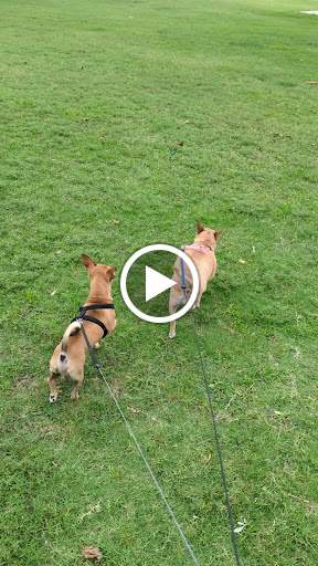 Park «Paradise Valley Park», reviews and photos, 17642 N 40th St, Phoenix, AZ 85032, USA