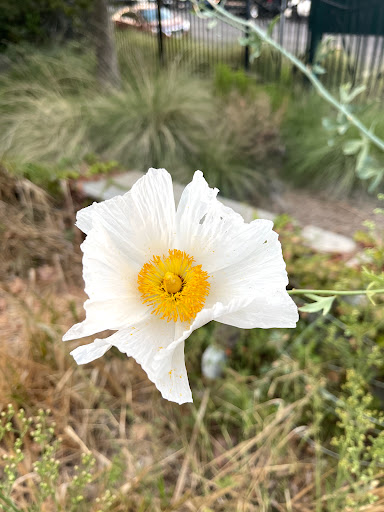 Park «Vista Hermosa Natural Park, Mountains Recreation & Conservation Authority», reviews and photos, 100 N Toluca St, Los Angeles, CA 90026, USA