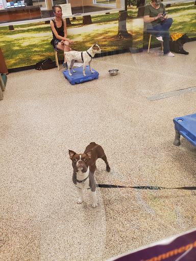 Pet Supply Store «PetSmart», reviews and photos, 7290 W Bell Rd, Glendale, AZ 85308, USA