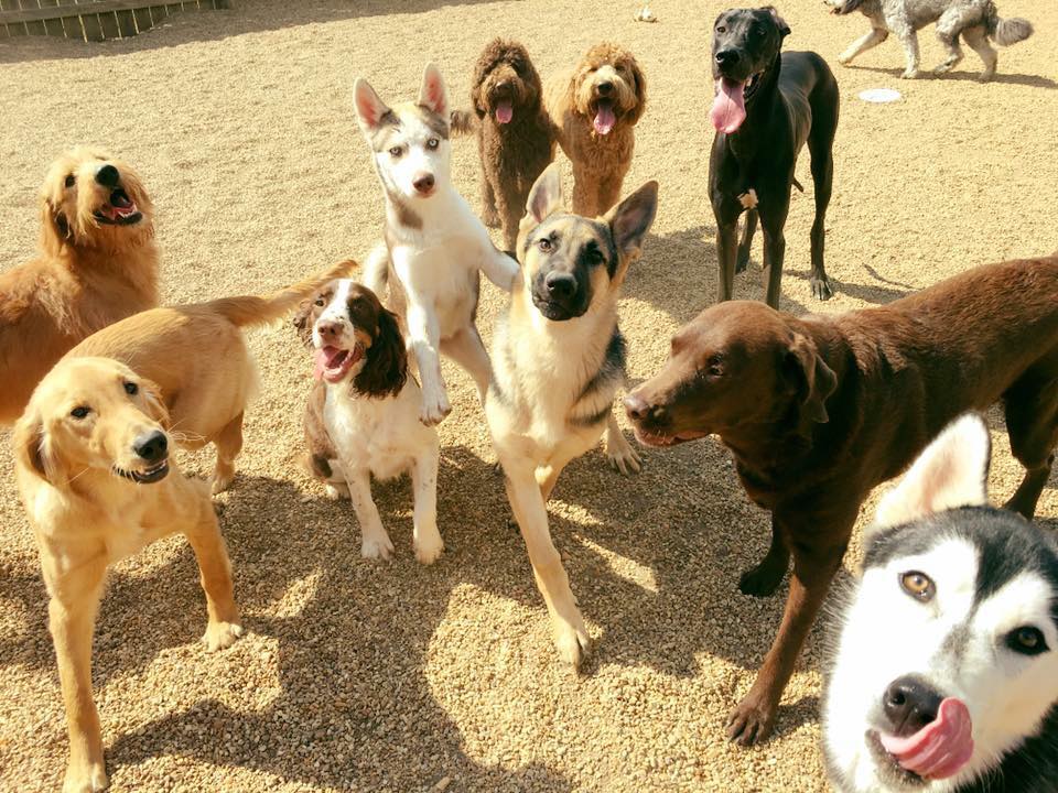 Animal Care Center of Tupelo