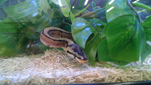 Pet Supply Store «Petco Animal Supplies», reviews and photos, 1049 S Willow St, Manchester, NH 03103, USA