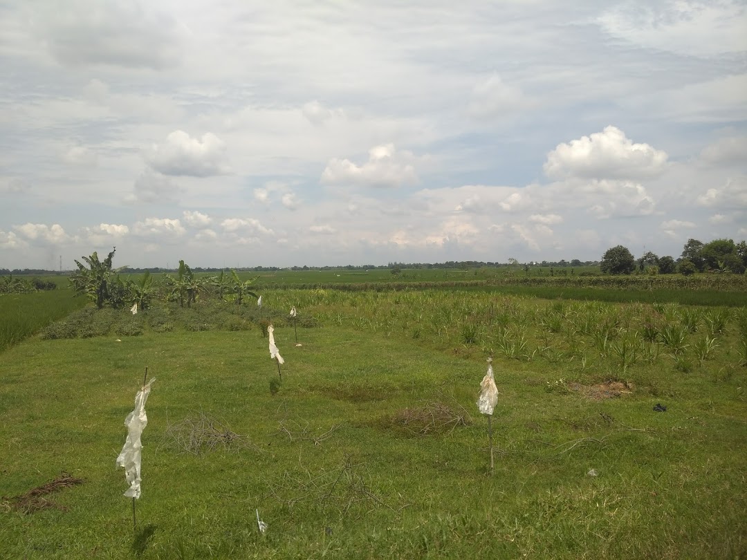 Sanggar Tari Topeng LANGGENG SAPUTRA