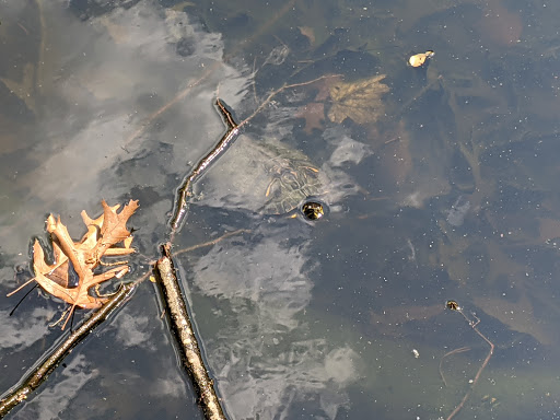 Nature Preserve «Blue Heron Nature Preserve», reviews and photos, 4055 Roswell Rd NE, Atlanta, GA 30342, USA