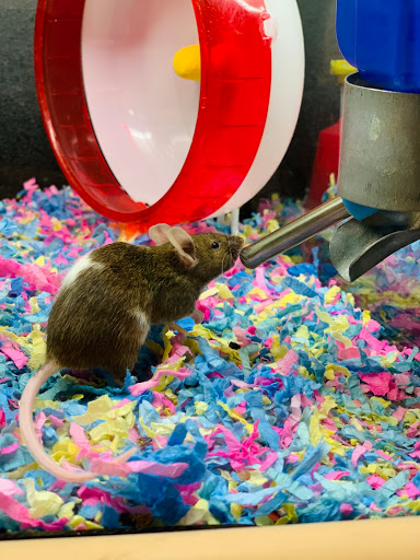 Pet Supply Store «PetSmart», reviews and photos, 190 Rt 10 West, East Hanover, NJ 07936, USA