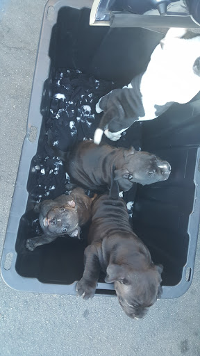 Pet Supply Store «Petco Animal Supplies», reviews and photos, 852 N Western Ave, San Pedro, CA 90732, USA