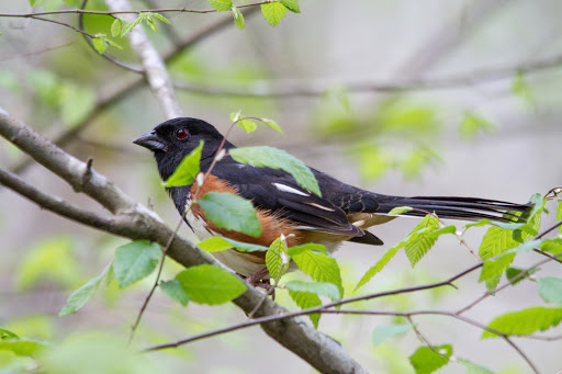 Nature Preserve «Melvin L. Newman Wetlands Center», reviews and photos, 2755 Freeman Rd, Hampton, GA 30228, USA