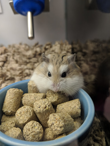 Pet Supply Store «Petco Animal Supplies», reviews and photos, 3012 Bridgepointe Pkwy, San Mateo, CA 94404, USA