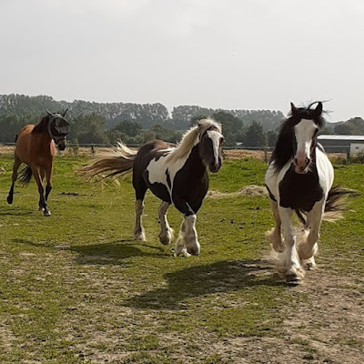 Ferme Equestre de la Fresnelle à Fatouville-Grestain