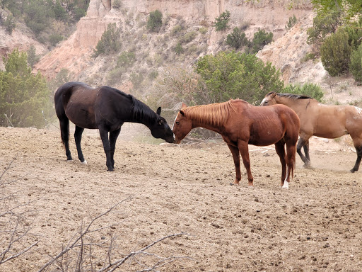 Horse riding field Amarillo