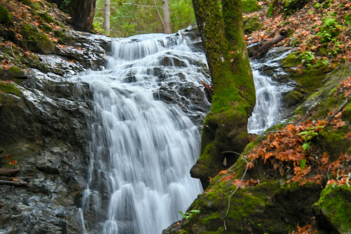 Uvas Canyon County Park image