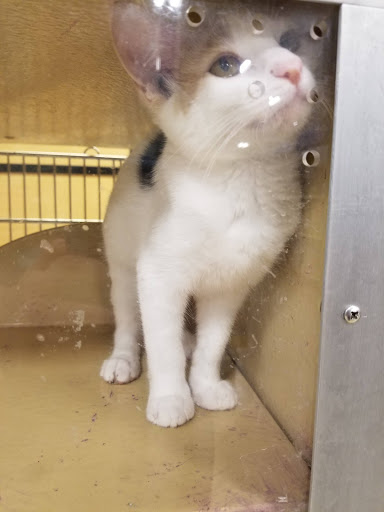 Pet Supply Store «PetSmart», reviews and photos, 1157 E North Ave, Belton, MO 64012, USA