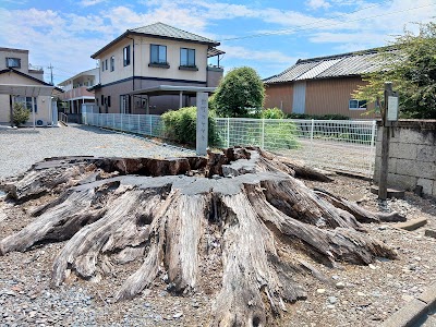 新町の大ケヤキ