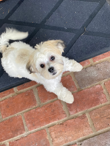 Pet Supply Store «Petco Animal Supplies», reviews and photos, 175 Grandview Blvd #600, Madison, MS 39110, USA