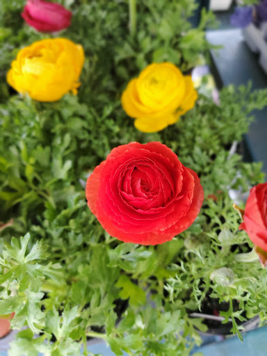 Garden Center «Chesterton Feed & Garden Center», reviews and photos, 400 Locust St, Chesterton, IN 46304, USA