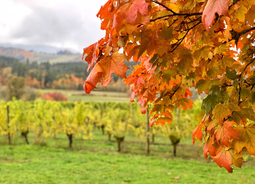 Vineyard «Tualatin Estate Vineyard», reviews and photos, 10850 NW Seavey Rd, Forest Grove, OR 97116, USA