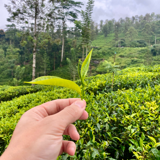 Travel Agency «BNT Travel Group», reviews and photos, 703 Brighton Beach Ave, Brooklyn, NY 11235, USA