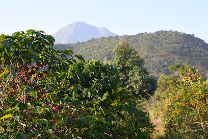 Crop to Cup Coffee Importers