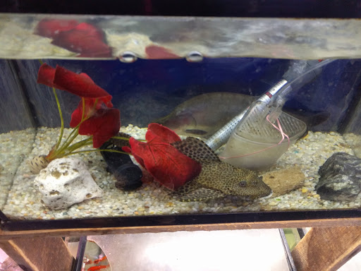 Tropical Fish Store «Emmons Tropical Fish & Ponds», reviews and photos, 1612 Hopmeadow St, Simsbury, CT 06070, USA