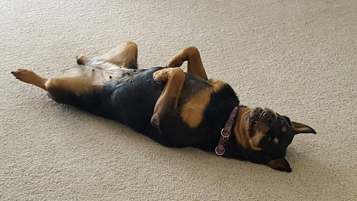 Pet Store «Essential Pet», reviews and photos, 17920 Cottonwood Dr, Parker, CO 80134, USA