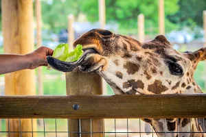 Abilene Zoo image