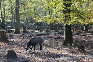 Wildschweingehege image