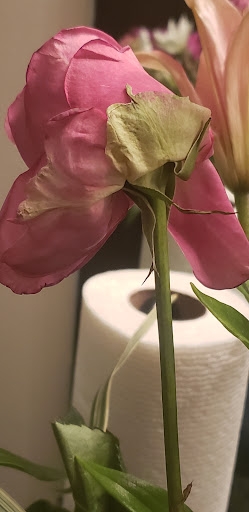 Gift Shop «Edible Arrangements», reviews and photos, 1531 N Quaker Ln, Alexandria, VA 22302, USA