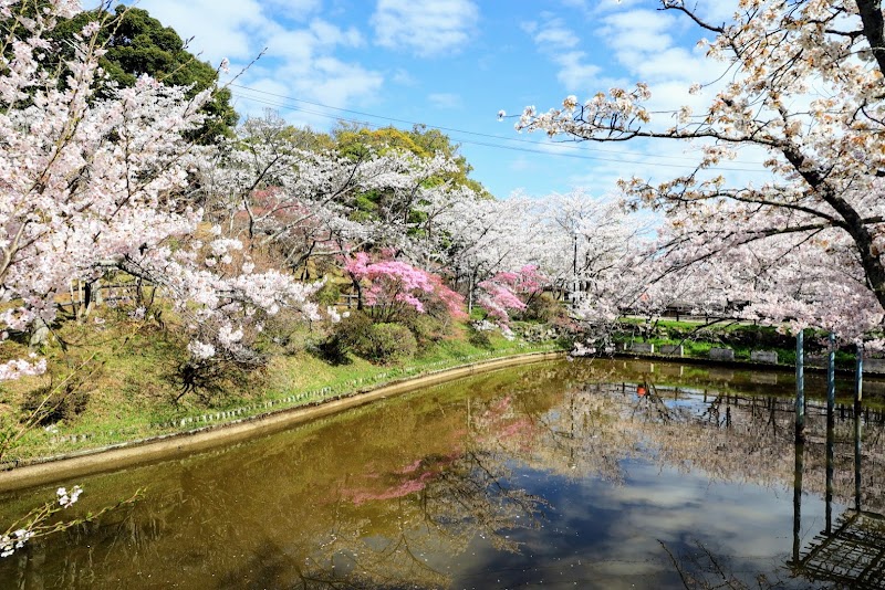 偕楽公園・桜