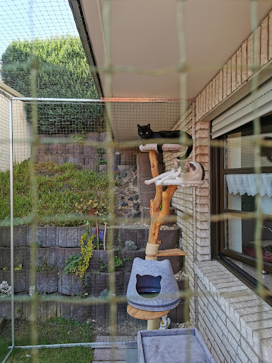 TatzenKratzen- einzigartiger Kratzbaum aus Naturholz unter Erzhausen, 