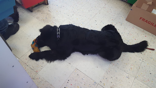 Pet Store «The Pet Shop», reviews and photos, 165 Harvard Ave, Allston, MA 02134, USA