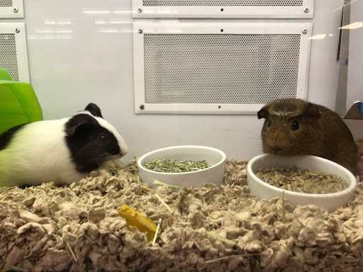 Pet Supply Store «Petco Animal Supplies», reviews and photos, 3150 Erie Blvd E #500, Syracuse, NY 13214, USA