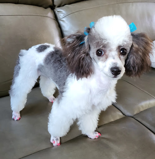 Pet Groomer «Thunderpaws Canine Solutions, LLC», reviews and photos, 206 S Austin St, Seguin, TX 78155, USA