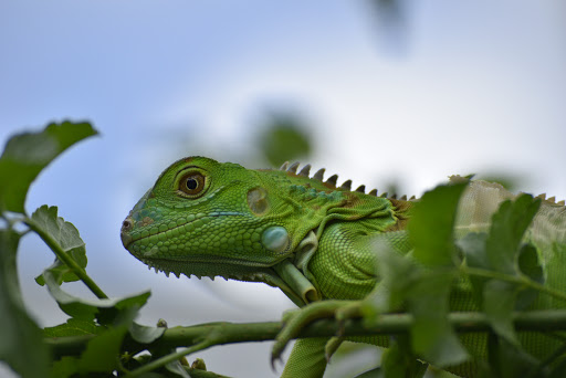 Pet Supply Store «Pet Supplies Plus», reviews and photos, 4923 Sheridan St, Hollywood, FL 33021, USA