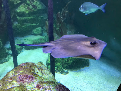 Cafétéria Grand aquarium à Saint-Malo