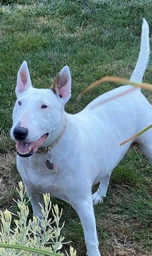 Pet Store «All About Pets LLC», reviews and photos, 52567 Columbia River Hwy, Scappoose, OR 97056, USA